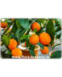 Citrus aurantiifolia 'Santa Barbara' - Saure Limette, Mexikanische Limette