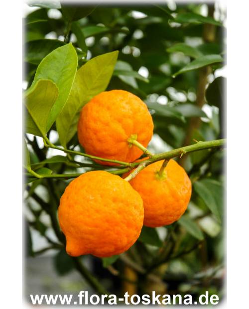 Citrus aurantiifolia 'Santa Barbara' - Mexican Lime, Caribbean Lime