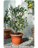 Citrus aurantiifolia - Mexican Lime, Caribbean Lime