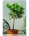 Citrus aurantiifolia - Mexican Lime, Caribbean Lime