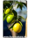 Citrus aurantiifolia - Echte Limette (Pflanze), Mexikanische Limette, Saure Limette, Caipirinha Limette