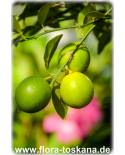 Citrus aurantiifolia - Echte Limette (Pflanze), Mexikanische Limette, Saure Limette, Caipirinha Limette