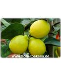 Citrus aurantiifolia 'La Valette' - Saure Limette, Mexikanische Limette
