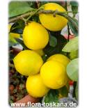Citrus aurantiifolia 'La Valette' - Mexican Lime, Caribbean Lime