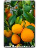 Citrus aurantiifolia 'Santa Barbara' - Mexican Lime, Caribbean Lime
