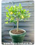 Citrus aurantiifolia x Fortunella margarita 'Limequat' - Limequat, Citrus