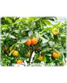 Citrus aurantium 'Corniculata' - Gehörnte Bitterorange, Pomeranze
