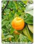 Citrus aurantium 'Corniculata' - Gehörnte Bitterorange, Pomeranze