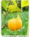 Citrus aurantium 'Corniculata' - Gehörnte Bitterorange, Pomeranze