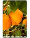 Citrus aurantium 'Corniculata' - Gehörnte Bitterorange, Pomeranze