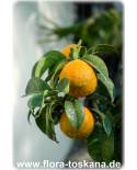 Citrus aurantium 'Crispifolia' - Sour Orange, Seville-Orange, Bouquet de Fleur 