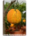 Citrus aurantium 'Fasciata' - Sour Orange, Seville-Orange 