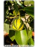 Citrus aurantium 'Fasciata' - Deutsche Landsknechtshose, Pomeranze, Bitterorange