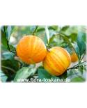 Citrus aurantium 'Fasciata' - Sour Orange, Seville-Orange 