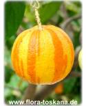 Citrus aurantium 'Fasciata' - Deutsche Landsknechtshose, Pomeranze, Bitterorange