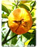 Citrus aurantium 'Foetifera' - Bitterorange 'Foetifera', Pomeranze