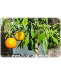 Citrus aurantium 'Salicifolia' - Willow leaved Sour Orange, Seville-Orange 