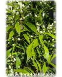 Citrus aurantium 'Salicifolia' - Willow leaved Sour Orange, Seville-Orange 