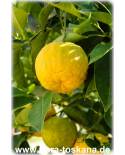 Citrus aurantium - Bitterorange (Pflanze), Pomeranze