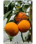Citrus aurantium - Bitterorange (Pflanze), Pomeranze