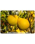 Citrus bergamia - Bergamotte (Pflanze)