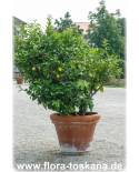 Citrus bergamia - Bergamotte (Pflanze)