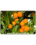 Citrus clementina - Clementine (Pflanze), Clementinenbaum