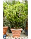 Citrus clementina - Clementine (Pflanze), Clementinenbaum