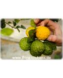 Citrus hystrix - Papeda, Kaffir-Lime