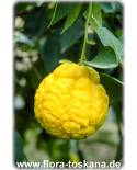 Citrus hystrix - Papeda, Kaffir-Lime