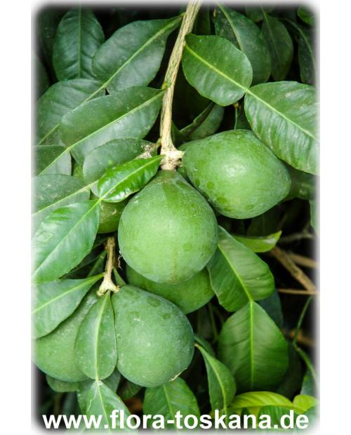 Citrus ichangensis - Ichang-Papeda