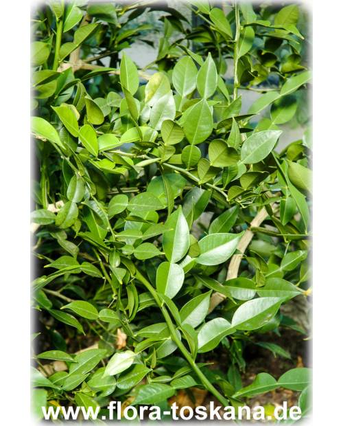 Citrus ichangensis - Ichang-Papeda