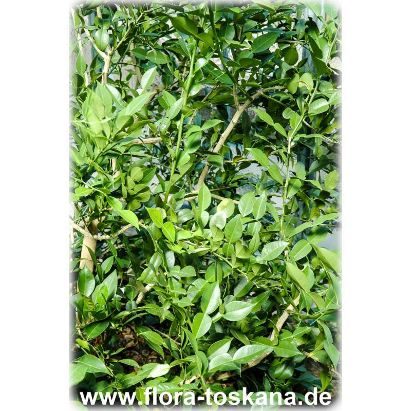 Citrus ichangensis - Ichang-Papeda