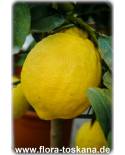 Citrus latifolia - Persische Limette, Tahiti-Limette, Gewöhnliche Limette