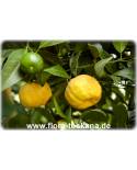 Citrus limetta 'Pursha' - Sweet Lemon, Roman Lime