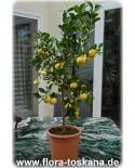 Citrus limetta 'Pursha' - Sweet Lemon, Roman Lime