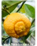 Citrus limetta - Sweet Lemon, Roman Lime