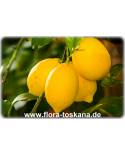 Citrus limon 'Feminello' - Runde Zitrone (Pflanze), Zitronenbäumchen, Zitronenbaum