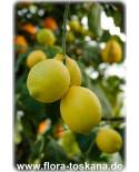 Citrus limon 'Feminello' - Round Lemon