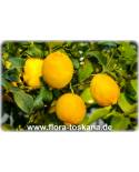 Citrus limon 'Feminello' - Runde Zitrone (Pflanze), Zitronenbäumchen, Zitronenbaum