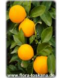 Citrus limon 'Fiore' - Orange Zitrone (Pflanze)