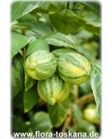 Citrus limon 'Foliis Variegatis' - Variegated Lemon