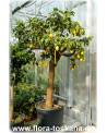Citrus limon 'Lunario' - Zitrone (Pflanze), Vier-Jahreszeiten-Zitrone, Zitrone, Zitronenbäumchen, Zitronenbaum