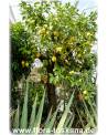 Citrus limon 'Lunario' - Zitrone (Pflanze), Vier-Jahreszeiten-Zitrone, Zitrone, Zitronenbäumchen, Zitronenbaum