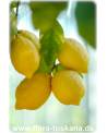 Citrus limon 'Lunario' - Zitrone (Pflanze), Vier-Jahreszeiten-Zitrone, Zitrone, Zitronenbäumchen, Zitronenbaum