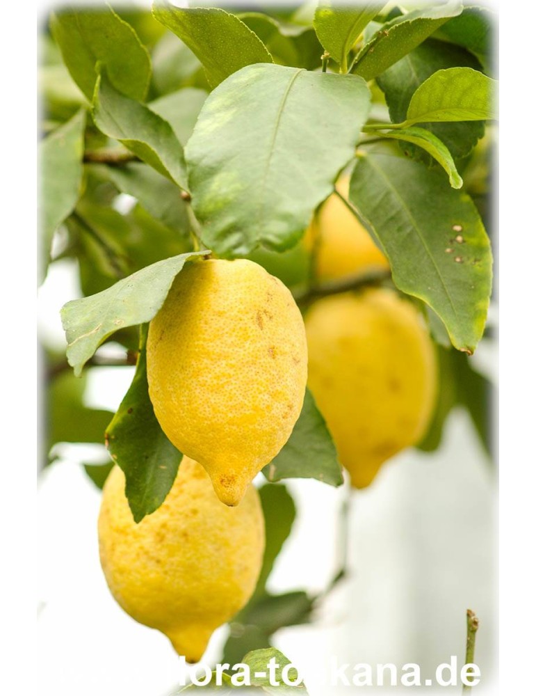 Zitrone mit wunderbaren Duftblüten! Zitronenbaum Citrus limon 150cm Busch extra 