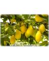 Citrus limon 'Lunario' - Zitrone (Pflanze), Vier-Jahreszeiten-Zitrone, Zitrone, Zitronenbäumchen, Zitronenbaum