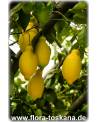 Citrus limon 'Lunario' - Zitrone (Pflanze), Vier-Jahreszeiten-Zitrone, Zitrone, Zitronenbäumchen, Zitronenbaum