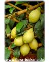 Citrus limon 'Lunario' - Zitrone (Pflanze), Vier-Jahreszeiten-Zitrone, Zitrone, Zitronenbäumchen, Zitronenbaum