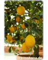Citrus limon 'Lunario' - Zitrone (Pflanze), Vier-Jahreszeiten-Zitrone, Zitrone, Zitronenbäumchen, Zitronenbaum